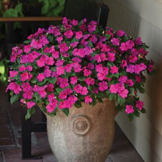 Beacon Violet Shades Impatiens Thumbnail